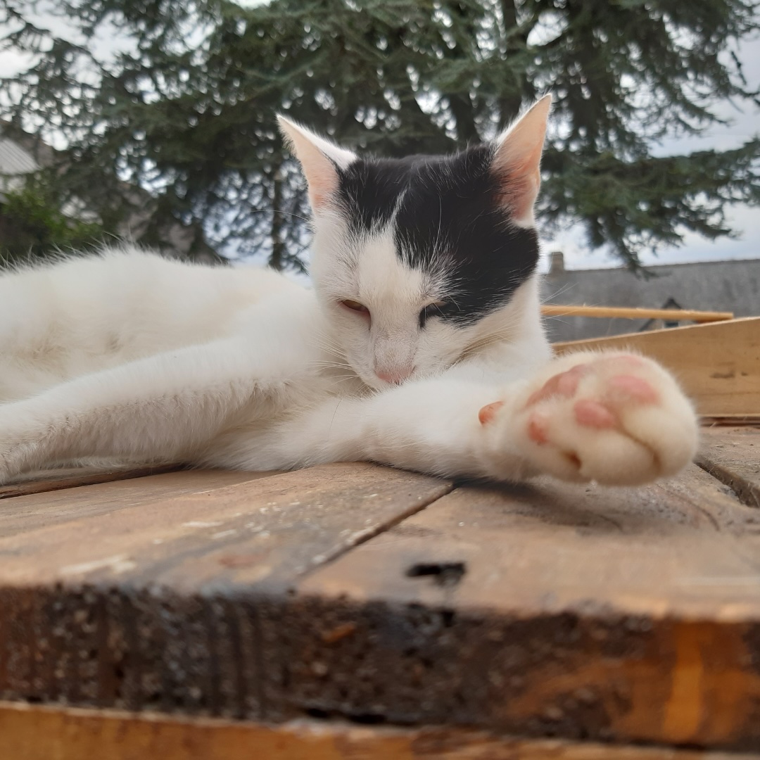 animaux chambres d'hôtes Cotentin